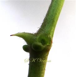  Prickle and Stipules